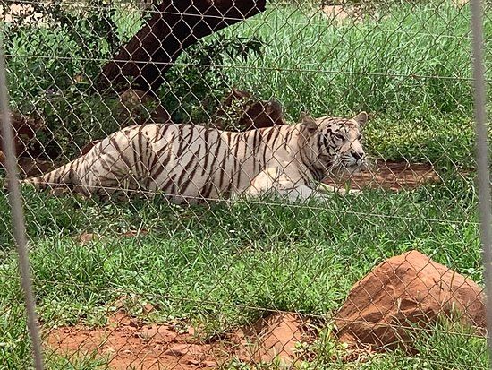 Akwaaba Predator Park