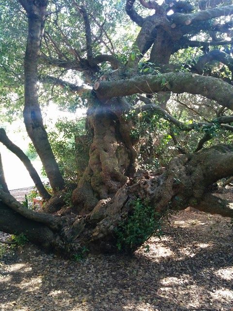 Post Office Tree