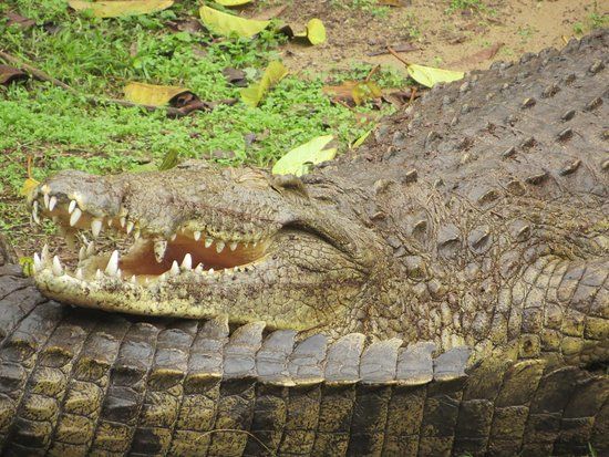 Crocodile Centre St Lucia