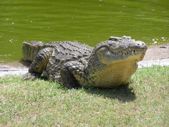 Zulu Croc Reptile Park