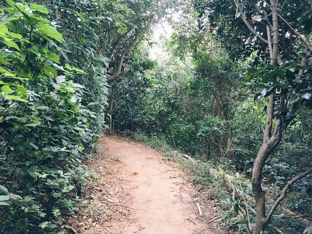 Burman Bush