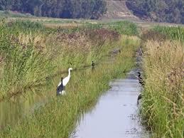 Blesbokspruit