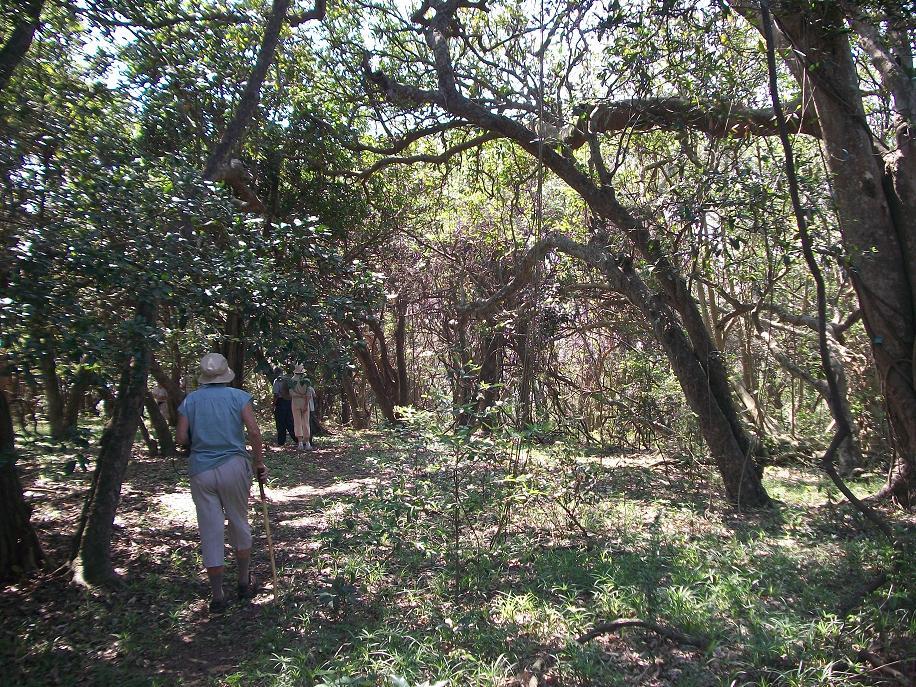 Hawaan Forest