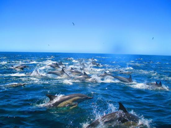 Ocean Safaris