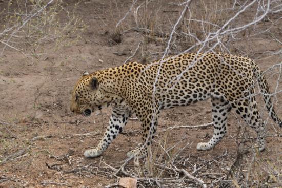 Bono Tours and Safaris