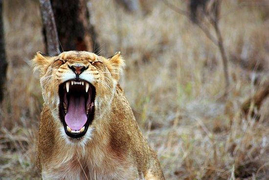 Kruger Park Tours