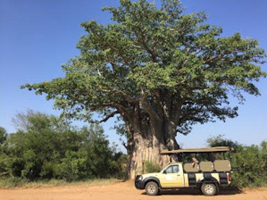 Lion's Eye Tours & Safaris