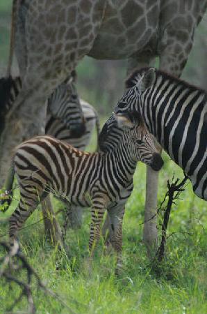 Themba Day Tours and Safaris