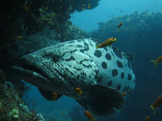 Twobar Scuba
