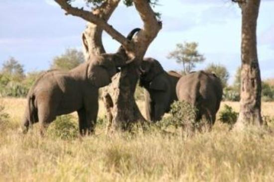 Ama-Zing African Safaris