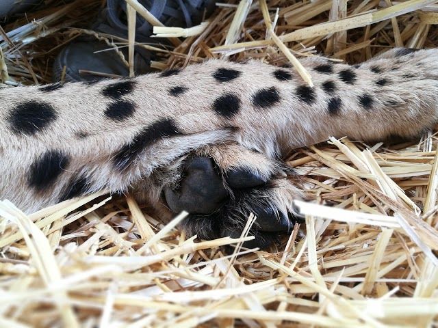 Cheetah Outreach
