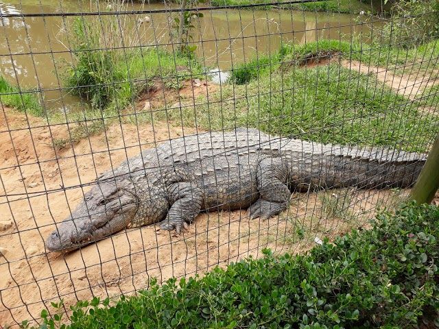 Crocworld