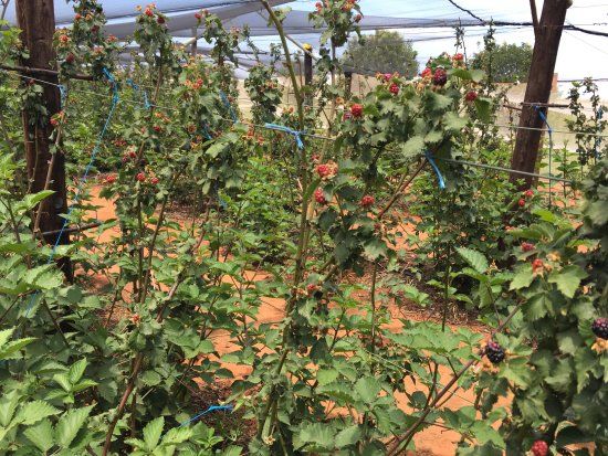 Bon-Af Berry Farm