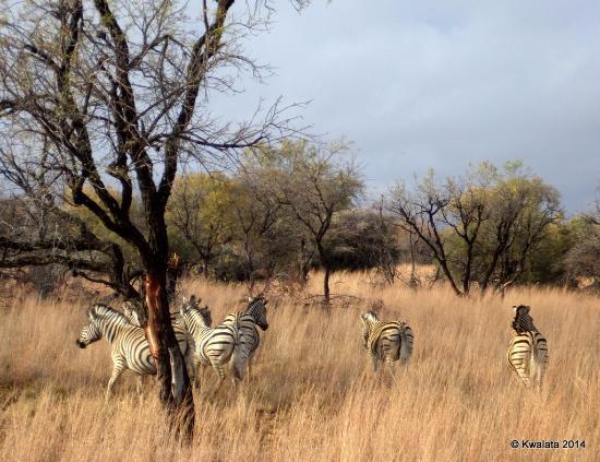 Dinokeng Game Reserve