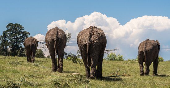 Knysna Elephant Park