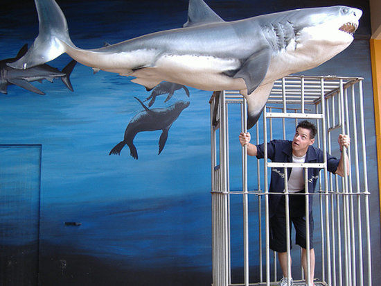 Natal Shark Board