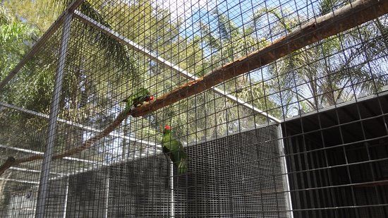 Bird's Paradise