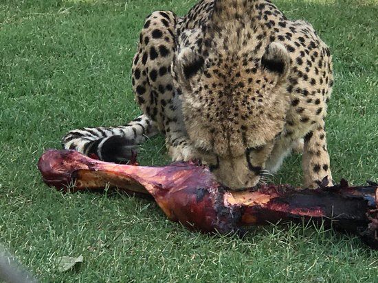 Dell Cheetah Centre